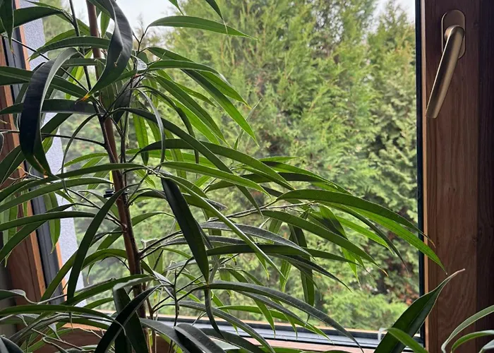 Pansiyon Klimatyczne Na Ligonia